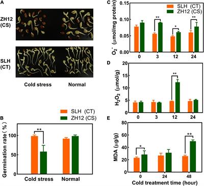 Integrated Transcriptomics and Metabolomics Analysis Reveal Key Metabolism Pathways Contributing to Cold Tolerance in Peanut